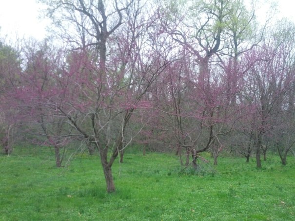 I don't have the words to talk about how much I love spring! These were at the entrance to Herring Run Park