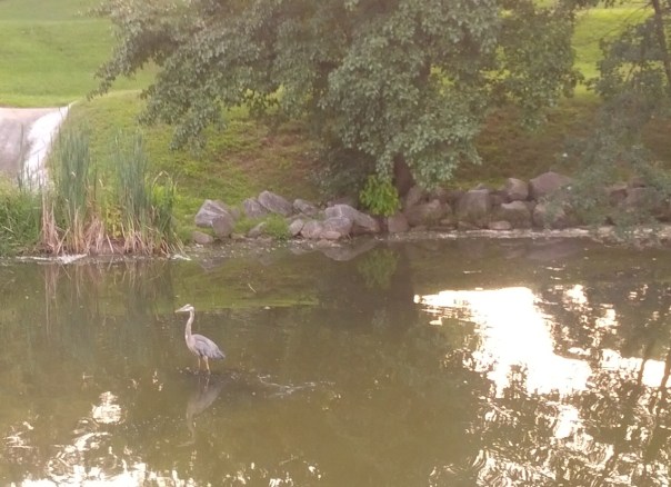 2013-08-19 19.30.27-bird