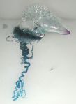 Portuguese man o'war. Image from Wikipedia