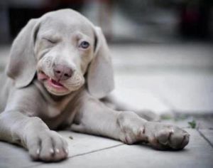 weim