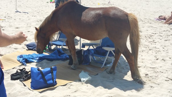 One hazard - the horse walking up and down the beach trying to open coolers.